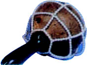 0015287_big